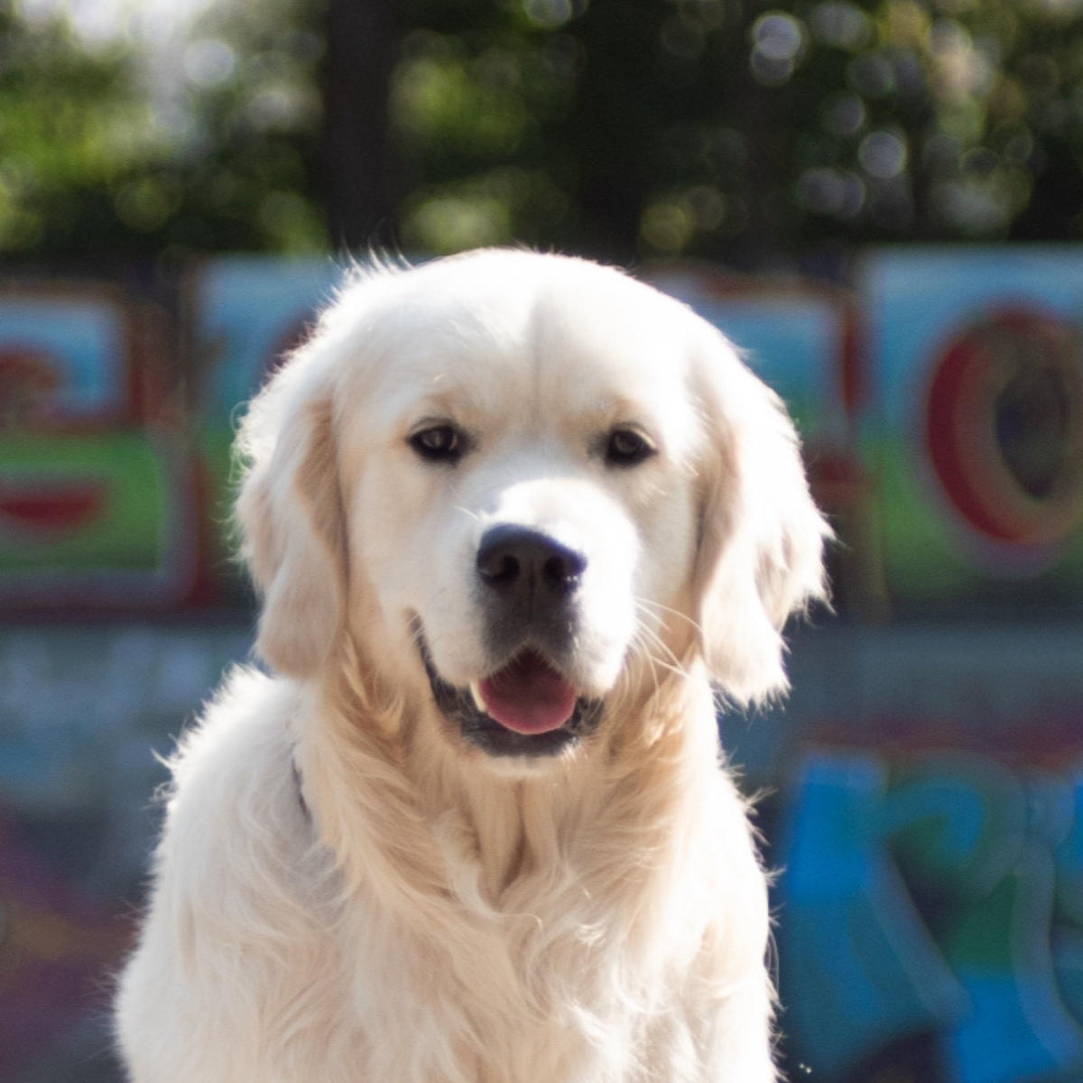 Dit is Guus, onze emotional support hond en zorgdrager voor onze dagelijkse wandelingen. Ik ben heel blij met deze optie! Koekoek!