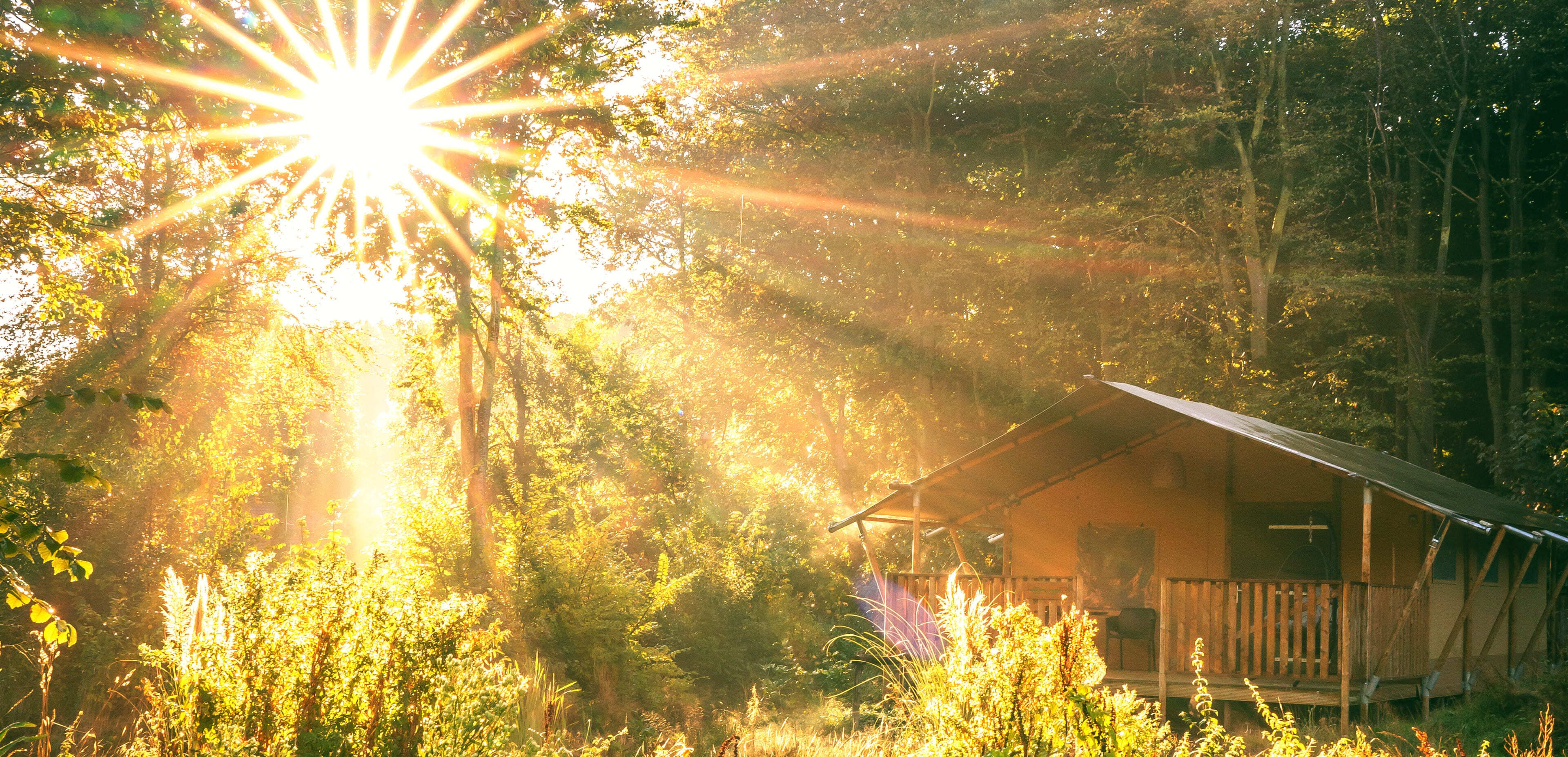 Een tenthut staat in een zonnig, bosrijk gebied waar het zonlicht op een heldere ochtend door de bomen schijnt. Een inspirerend toevluchtsoord voor wie een nieuwe website of webshop wil ontwerpen.