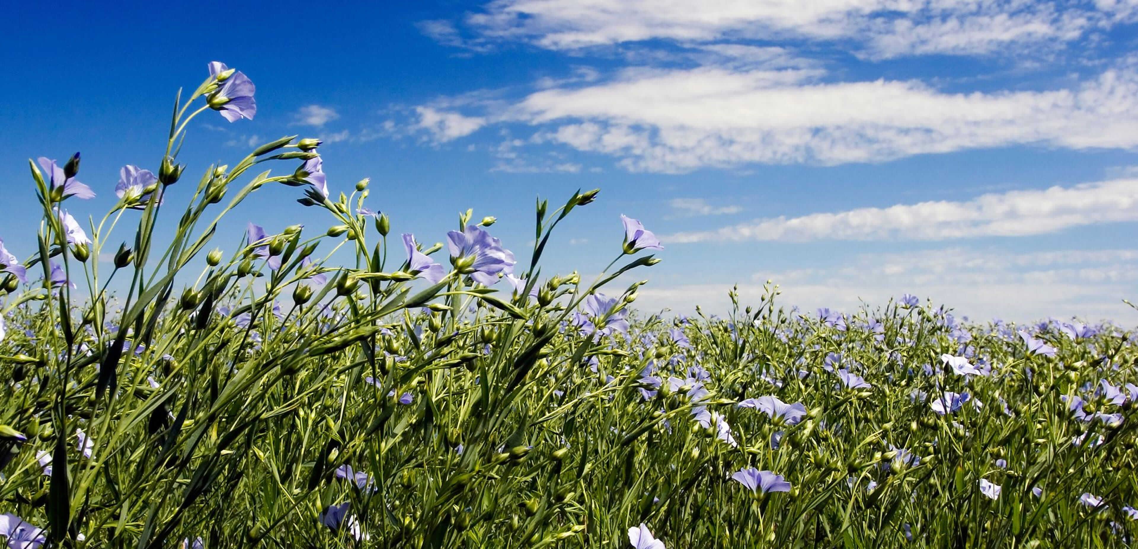 Een veld met bloeiende blauwe vlasbloemen strekt zich uit onder een helderblauwe lucht met hier en daar een wolkje. Het roept de rust en helderheid op die webwinkels en online diensten nastreven.